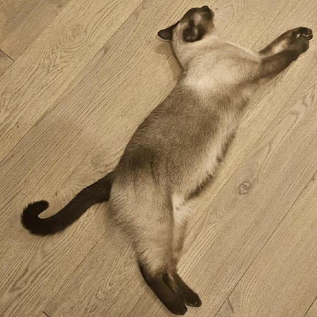 A client cat stretching out comfortably on a wooden floor
