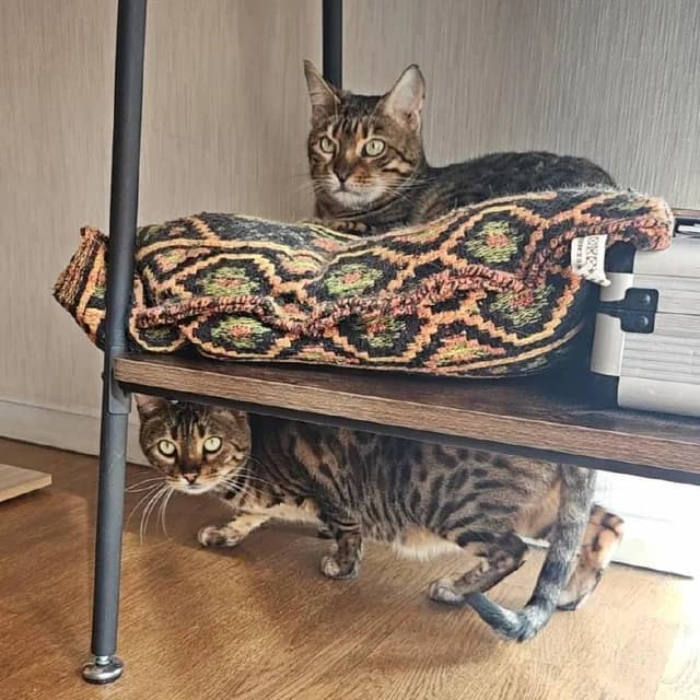 Lea and Bin, two tabby cats relaxing together at home